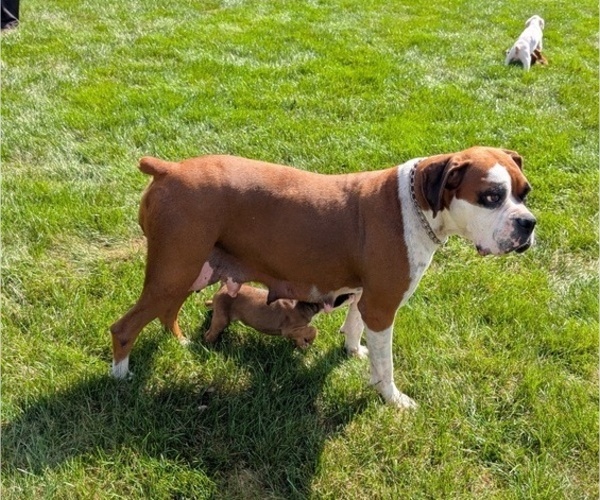 Medium Photo #9 Boxer Puppy For Sale in GOSHEN, IN, USA