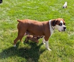 Small #8 Boxer