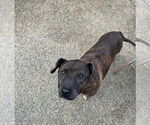 Small #7 American Pit Bull Terrier-Labrador Retriever Mix