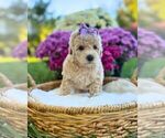 Litter of 3 - Female Havanese-Maltipoo (Miniature) MixLitter of Puppies for Sale - Photo #8
