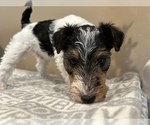 Small Photo #11 Wire Fox Terrier Puppy For Sale in FEASTERVILLE, PA, USA