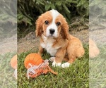 Small #1 Cavalier King Charles Spaniel-Miniature Bernedoodle Mix