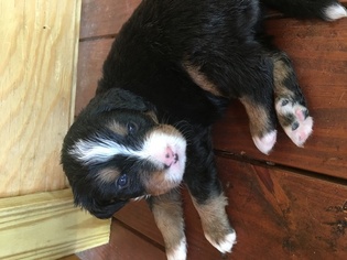 Bernese Mountain Dog Puppy for sale in BAMBERG, SC, USA
