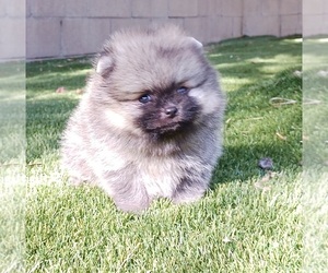 Pomeranian Puppy for Sale in BEVERLY HILLS, California USA