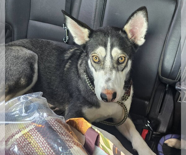 Medium Photo #2 Siberian Husky-Unknown Mix Puppy For Sale in Visalia, CA, USA