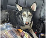 Small #1 Siberian Husky Mix