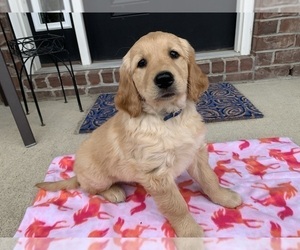 Golden Retriever Puppy for sale in GREENWD, IN, USA