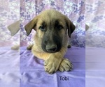 Puppy Tobi German Shepherd Dog