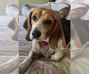 Colleen - Female Beagle Dog for Adoption - Photo #5