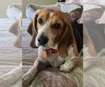 Small #4 Beagle