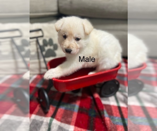 Medium Photo #3 German Shepherd Dog Puppy For Sale in ALACHUA, FL, USA