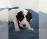 Small #26 Labradoodle-Poodle (Standard) Mix