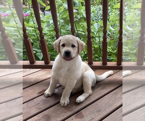 Labrador Retriever Dogs for adoption in Tekonsha, MI, USA
