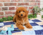 Small #2 Goldendoodle mix (+ Poodle Miniature)