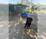 Small Photo #10 Labrenees Puppy For Sale in Brewster, NY, USA