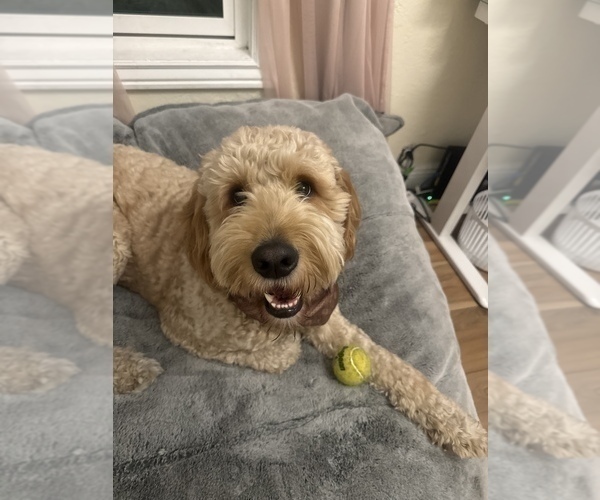 Medium Photo #1 Goldendoodle Puppy For Sale in OAKLAND, CA, USA