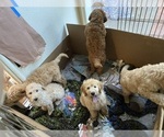 Small #1 Goldendoodle