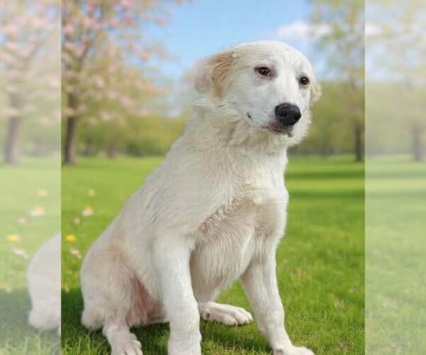 Medium Photo #8 Golden Pyrenees Puppy For Sale in Talladega, AL, USA