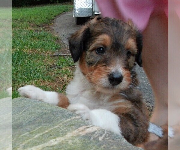 Medium Photo #3 Cadoodle Puppy For Sale in PERU, IN, USA