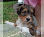 Small #2 Cadoodle
