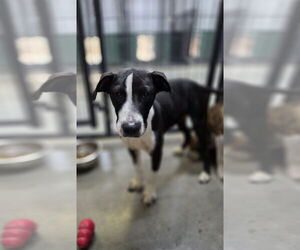 Bullboxer Pit Dogs for adoption in Osgood, IN, USA