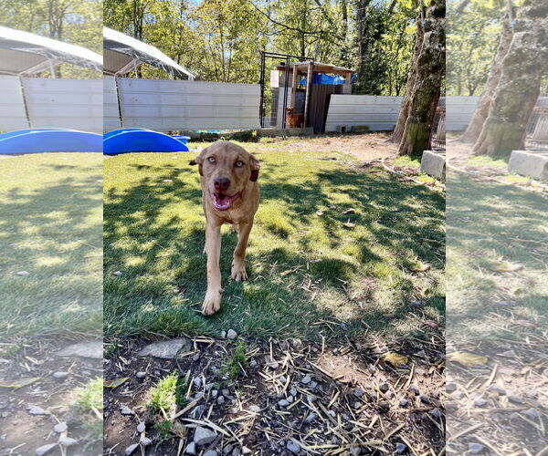 Medium Photo #2 Labrador Retriever-Unknown Mix Puppy For Sale in Tracy City, TN, USA