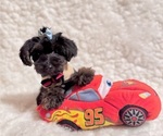 Small #2 Yorkshire Terrier