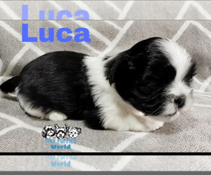 Shih Tzu Puppy for sale in WINTER HAVEN, FL, USA