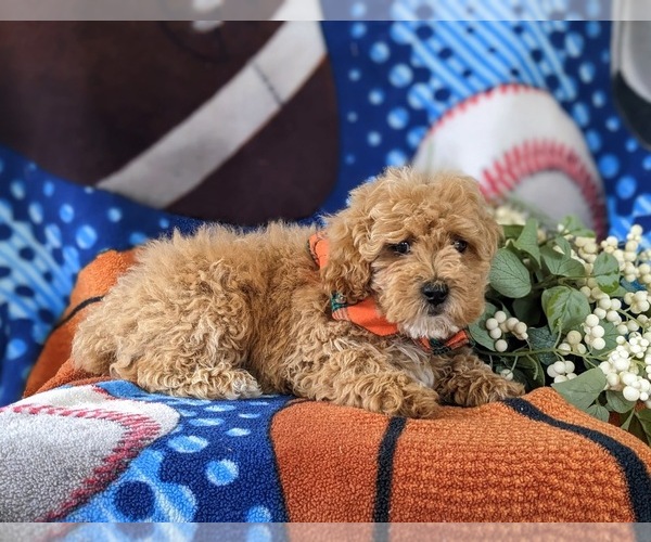 Medium Photo #6 Poodle (Toy) Puppy For Sale in NEW PROVIDENCE, PA, USA