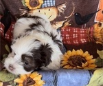 Small Photo #3 Havanese Puppy For Sale in OTWAY, OH, USA