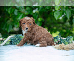 Small Photo #14 Poodle (Miniature) Puppy For Sale in WOLCOTTVILLE, IN, USA