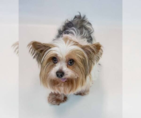 Medium Photo #6 Mutt Puppy For Sale in Kennesaw, GA, USA