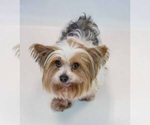 Judith - Female Mutt Dog for Adoption - Photo #6
