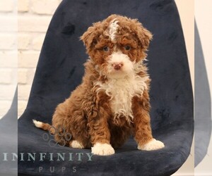 Bernedoodle (Miniature) Puppy for sale in NARVON, PA, USA