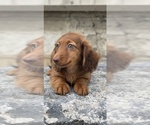 Small #1 Dachshund