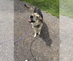 Small #2 Siberian Husky Mix
