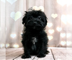 Puppy 9 Poodle (Toy)-Yorkshire Terrier Mix