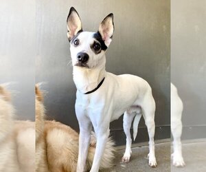 Rat Terrier-Unknown Mix Dogs for adoption in San Bernardino, CA, USA