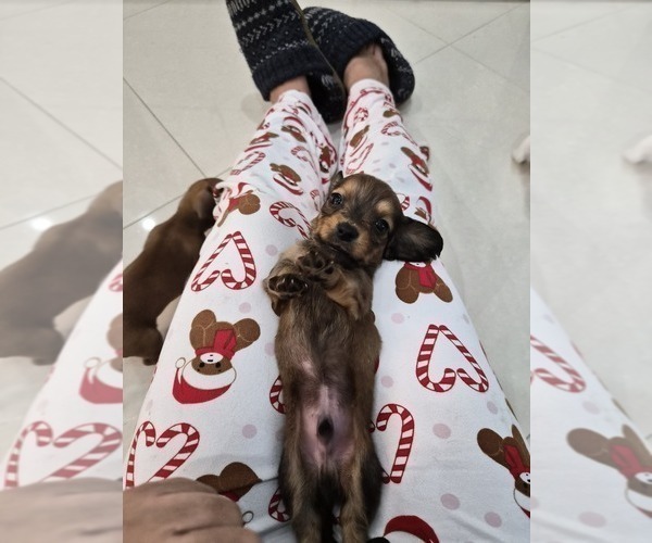 Medium Photo #4 Dachshund Puppy For Sale in SAINT CLOUD, FL, USA