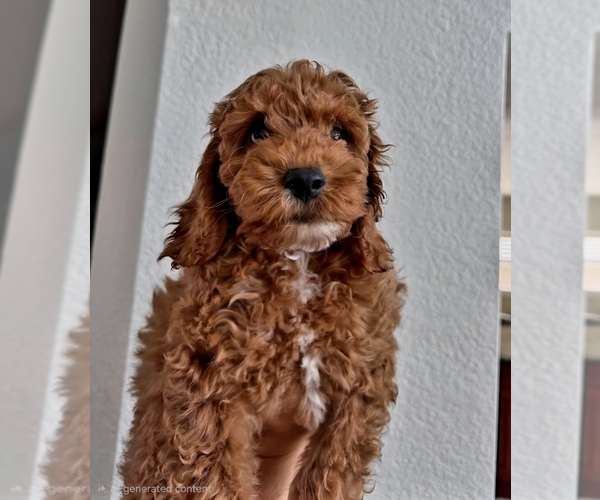 Medium Photo #6 Cock-A-Poo Puppy For Sale in FOLSOM, CA, USA