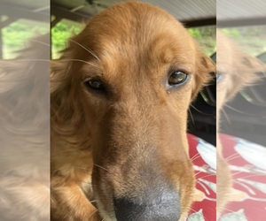 Mother of the Golden Retriever puppies born on 07/08/2025