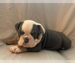 English Bulldog Puppy for sale in JOHNS ISLAND, SC, USA