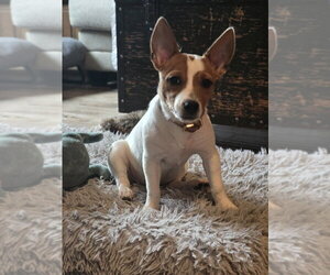 SR Tazzy - Female Rat Terrier Dog for Adoption - Photo #2
