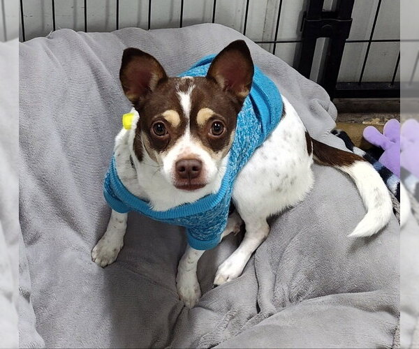 Medium Photo #1 French Bullhuahua Puppy For Sale in Mukwonago, WI, USA