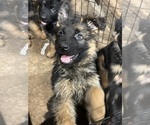 Small #7 German Shepherd Dog