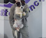 Small Photo #4 Dachshund-Unknown Mix Puppy For Sale in Huntley, IL, USA