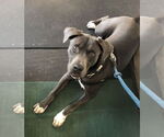 Small #19 American Staffordshire Terrier-Labrador Retriever Mix