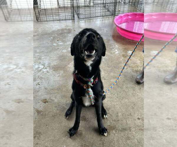 Medium Photo #2 Mutt Puppy For Sale in Abbeville, LA, USA