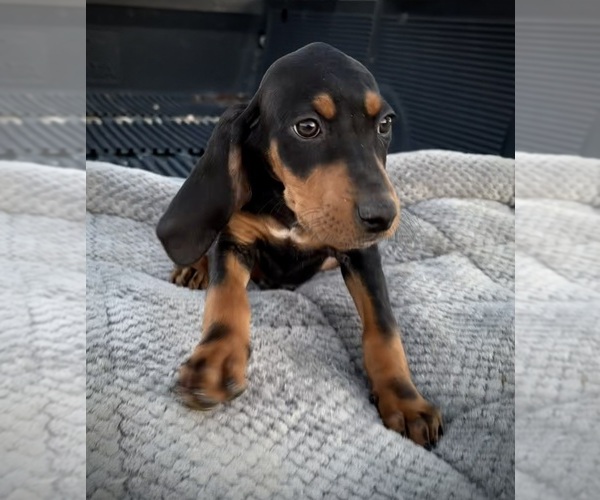 Medium Photo #6 Black and Tan Coonhound-Bluetick Coonhound Mix Puppy For Sale in OAK HILLS, CA, USA
