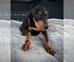 Small Photo #42 Black and Tan Coonhound-Bluetick Coonhound Mix Puppy For Sale in OAK HILLS, CA, USA